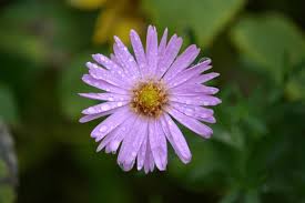 Image result for Amellus