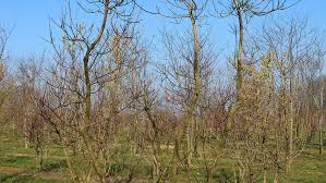 We did not find results for: Cotinus Coggygria Royal Purple Treeebb Baumsuchmaschine Im Internet Baumschule Ebben
