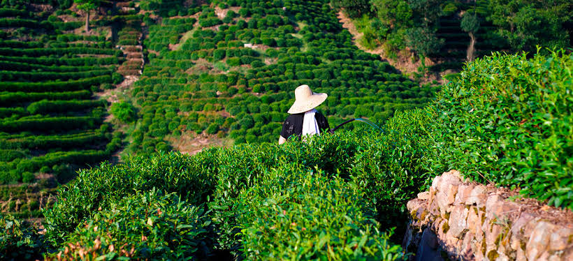 Todo sobre el t&eacute; chino - Revista Instituto Confucio - ConfucioMag