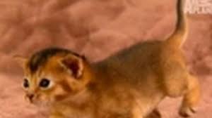 Female, spayed, 2 years old. Abyssinian Kittens For Sale At Absolutely Kittens Breeders Referral