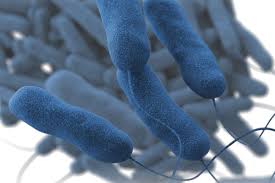 Image result for Legionella