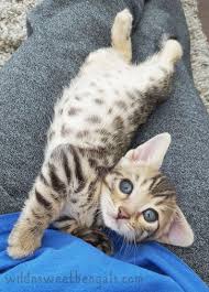Pumas need more than just a place to stretch their the bengal tiger is found primarily in india with smaller populations in bangladesh, nepal, bhutan, china & myanmar. Cute Cats Together Upon Cute Kittens London Via Cute Animals Mod 1 12 2 Bengal Kitten Bengal Cat Kitten Bengal Kittens For Sale