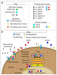 Image result for Black 1996 AAV