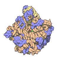Plants are also composed of infinite cells like animals and human beings. Ribosome Wikipedia