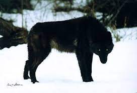 Black wolf dog with green eyes. 44 Wolves And Wolf Dogs Ideas Wolf Dogs Animals Beautiful