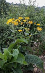 Image result for Inula