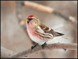 Birds Of Southwest Ohio Common Redpoll Pet Birds Bird Pictures Bird