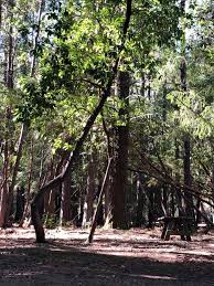 Lucky Penny Laytonville