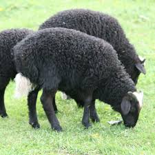 Карачаевская порода овец из Архыза и Теберды