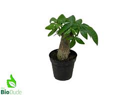 Image result for Pachira