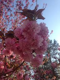 Maybe you would like to learn more about one of these? Can Someone Please Identify This Pink Flowering Tree In Maryland Gardening
