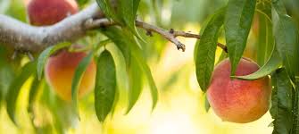 Flat peach (70 g) contain (s) 6 gram (s) of sugar, 490 milligram (s) of protein, 0 grams of fat, 980 milligram (s) of fiber and 8 gram (s) of carbohydrate. Learn About Peaches Chiles Family Orchards