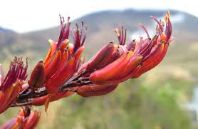 Check spelling or type a new query. Harakeke Flax