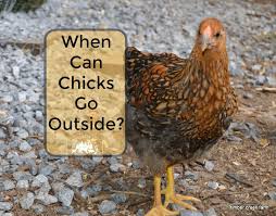 When Can Chicks Go Outside Timber Creek Farm