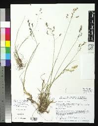 Image result for Poa binata