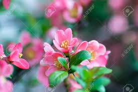 We did not find results for: Ornamental Shrub Chaenomeles Japonica Cultivar Superba With Beautiful Light Pink Petals And Yellow Center Branches Full Of Flowers And Buds Stock Photo Picture And Royalty Free Image Image 102670530