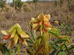 Image result for Eriosema cordatum