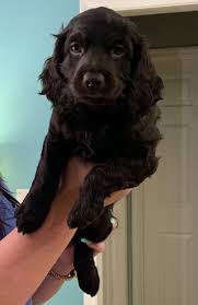Advertise services like guided hunts, hunting preserve, game birds and dogs. Hollow Creek Kennel Home Facebook