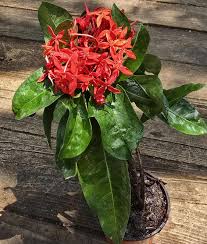 Image result for Ixora coccinea