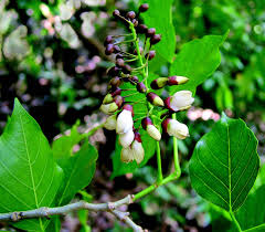 Image result for Millettia