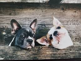 French bulldog in dogs & puppies for sale. Penny S Frenchton Puppies Home Facebook