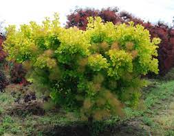 Cotinus Coggygria Golden Spirit Smoke Tree Evergreen Landscape Plants