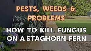If the insects continue to excrete the honeydew, a black moldlike algae or fungus develops and gives the entire fern a blackened appearance. How To Kill Fungus On A Staghorn Fern Youtube