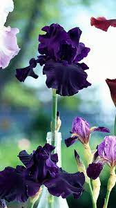 How To Grow Bearded Iris For A Garden Full Of Color Iris Flowers Purple Iris Flowers Iris Garden
