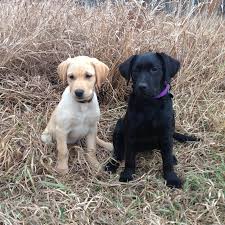 A labrador is an instantly from quite an early age, an experienced breeder or labrador enthusiast will be able to identify an english lab puppy from an american lab puppy. Home