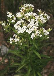 Image result for Stemodia serrata