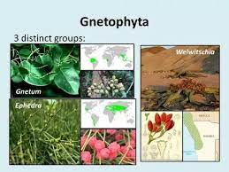 Maybe you would like to learn more about one of these? Are All Gymnosperms Non Flowering Plants Quora