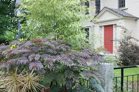 La albizia julibrissin »summer chocolate» cada vez está ganando más popularidad, y es que, ¿quién puede resistirse a este color púrpura que tanto llama la atención? Photo 22455 Albizia Julibrissin Summer Chocolate Pp13822 Plant Lust