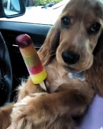 Cute Cocker Spaniel With Icecream Susse Hunde Videos Lustig Mollycthecocker In 2020 Dog Gifs Summer Dog Cocker Spaniel Puppies