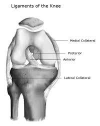 This is an online quiz called leg muscle labeling. Knee Joint Anatomy Bones Ligaments Muscles Tendons Function
