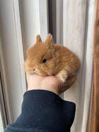 Can't wait to bring this little asian bunny home : r/damianasbunnies