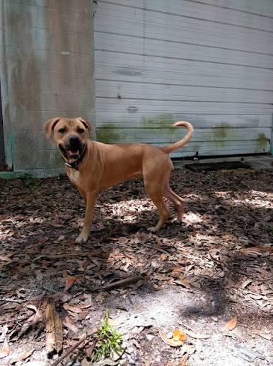 What are brown or tan dog breeds?