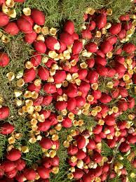 Betel Nuts In Makakilo Oahu Hawaii Oahu Betel Nut Hawaii