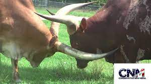 Ankole Watusi Cattle Breed Everything You Need To Know