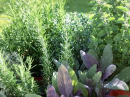We tried to consider all the trends and styles. Herb Garden Layout Learn About Different Herb Garden Designs