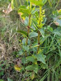 Image result for Swertia