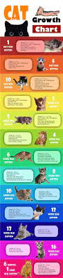 Five Ways To Fatten Up Your Cat How To Fatten Up A Cat Paperblog