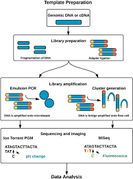 Image result for Schinziella tetragona