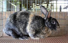 The harlequin rabbit comes in two varieties: Harlequin Rabbit Breed Information And Pictures Petguide Com