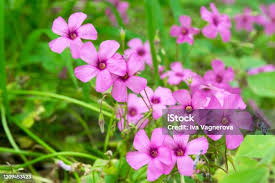 Image result for Oxalis debilis