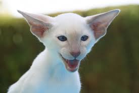 Dalam kucing putih bermata biru, gen yang bertanggungjawab secara tradisinya dilambangkan dengan huruf w. Gambar Rambut Putih Hewan Imut Membelai Bulu Potret Halus Binatang Menyusui Bayi Fauna Ceria Mata Biru Berdarah Murni Cambang Bertulang Belakang Berteriak Jawa Thai Jahat Menawan Kucing Siam Karnivora Bali Mendesis