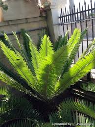 Image result for Encephalartos transvenosus