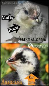 Araucana Ameraucana Or Easter Egger Olive Egger Rainbow Layer What S The Difference Chickens Backyard Easter Egger Chicken Olive Egger