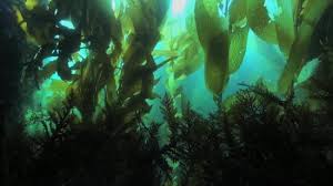 Image result for Habenaria pasmithii