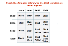 Labrador Colors The Secrets Of Labrador Color Inheritance