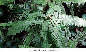 Image result for Dicranopteris elegantula